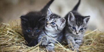 Los animales más susceptibles a contraer covid