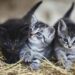 Los animales más susceptibles a contraer covid