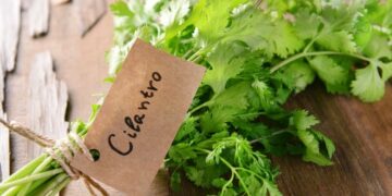 Cilantro: conoce sus propiedades, para qué se usa y qué beneficios ofrece