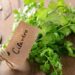 Cilantro: conoce sus propiedades, para qué se usa y qué beneficios ofrece