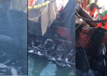 Barco sardinero mata a más de 100 pelícanos en Sonora