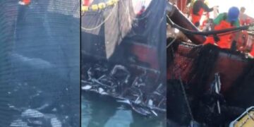 Barco sardinero mata a más de 100 pelícanos en Sonora