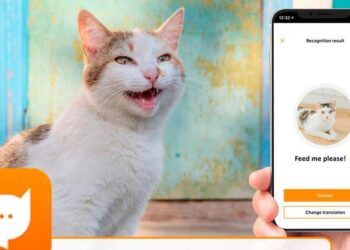 Nueva app traduce los maullidos de los gatos