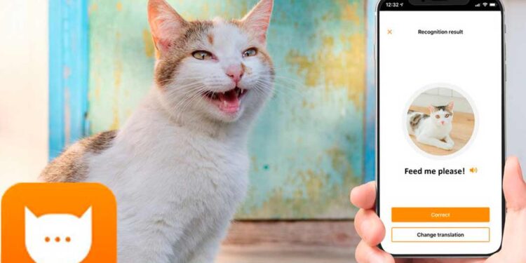 Nueva app traduce los maullidos de los gatos