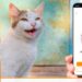 Nueva app traduce los maullidos de los gatos