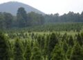 Bosque de árboles de Navidad registra aumento de ventas del 30%