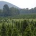 Bosque de árboles de Navidad registra aumento de ventas del 30%