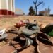 Encuentran a 17 alumnos desaparecidos tras ataque de Boko Haram a escuela en Nigeria