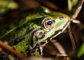 Expedición científica descubre 20 especies nuevas en Bolivia