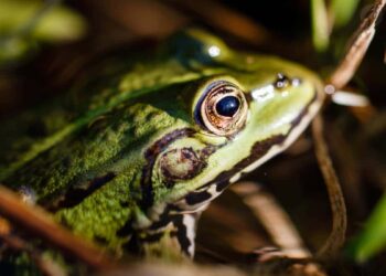 Expedición científica descubre 20 especies nuevas en Bolivia