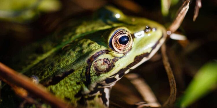 Expedición científica descubre 20 especies nuevas en Bolivia