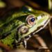 Expedición científica descubre 20 especies nuevas en Bolivia