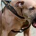 Pitbull mata a mordidas a mujer en Guadalajara