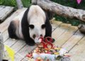 Muere a los 38 años, Xinxing, la osa panda en cautiverio más anciana del mundo