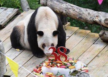 Muere a los 38 años, Xinxing, la osa panda en cautiverio más anciana del mundo