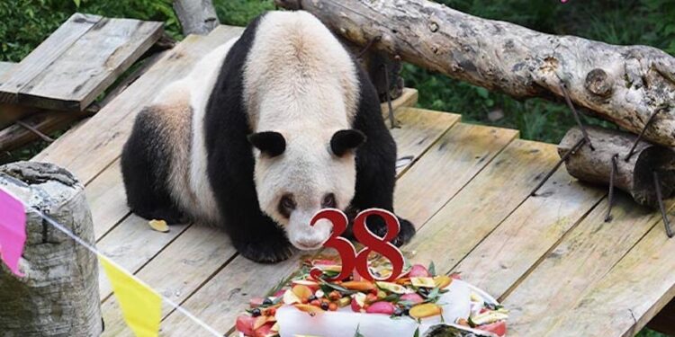 Muere a los 38 años, Xinxing, la osa panda en cautiverio más anciana del mundo