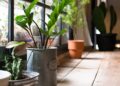 Estas son las 5 plantas que pueden mejorar tu calidad de vida