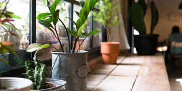 Estas son las 5 plantas que pueden mejorar tu calidad de vida