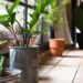 Estas son las 5 plantas que pueden mejorar tu calidad de vida