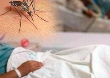 Descubren estructura de proteína del chikungunya