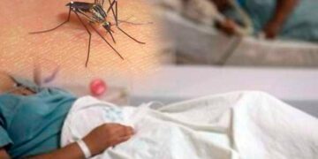 Descubren estructura de proteína del chikungunya
