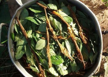 Ayahuasca abre nuevas esperanzas para la cura del Alzheimer