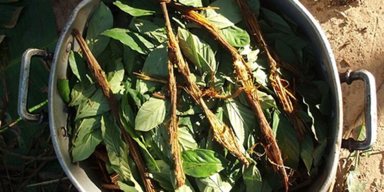 Ayahuasca abre nuevas esperanzas para la cura del Alzheimer