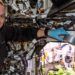 Cultivan rábanos en la Estación Espacial Internacional