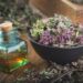 5 hierbas y raíces que ayudan a tus pulmones
