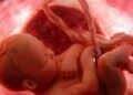 Encuentran microplásticos en placentas de mujeres embarazadas