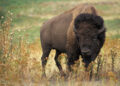 Bisontes aparecen en Coahuila tras 100 años