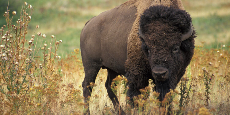 Bisontes aparecen en Coahuila tras 100 años