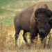 Bisontes aparecen en Coahuila tras 100 años
