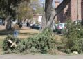 Habilita gobierno municipal 5 centros acopio para árboles de navidad