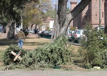 Habilita gobierno municipal 5 centros acopio para árboles de navidad