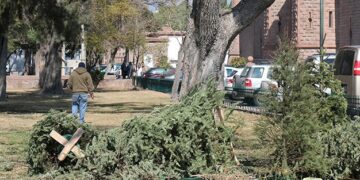 Habilita gobierno municipal 5 centros acopio para árboles de navidad
