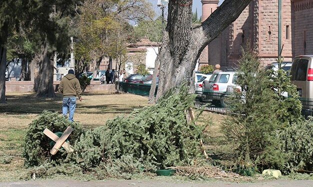 Habilita gobierno municipal 5 centros acopio para árboles de navidad