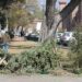 Habilita gobierno municipal 5 centros acopio para árboles de navidad