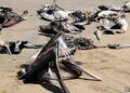 Encuentran 300 pelícanos muertos a causa de la gripe aviar en Mauritania