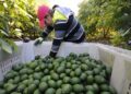 México exportará 4% más aguacate por Super Bowl