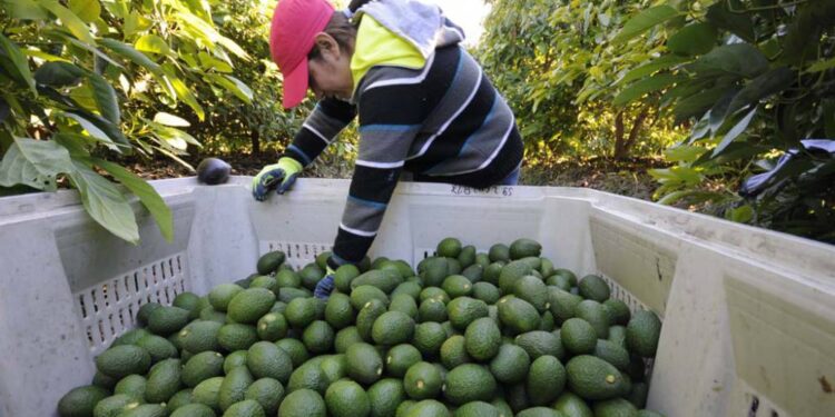 México exportará 4% más aguacate por Super Bowl