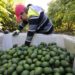 México exportará 4% más aguacate por Super Bowl