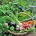 ¿Cuáles son los beneficios del alimento orgánico para la salud y el medioambiente?