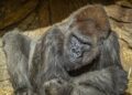 Gorilas de un zoológico en EU dan positivo a covid-19 y se convierten en los primeros grandes simios en contraerlo