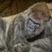 Gorilas de un zoológico en EU dan positivo a covid-19 y se convierten en los primeros grandes simios en contraerlo