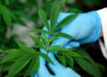 Publican reglamento sobre uso medicinal de la marihuana en México