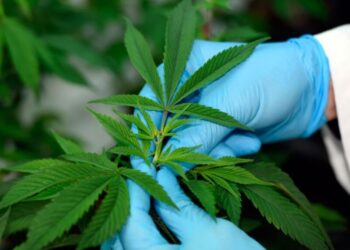 Publican reglamento sobre uso medicinal de la marihuana en México