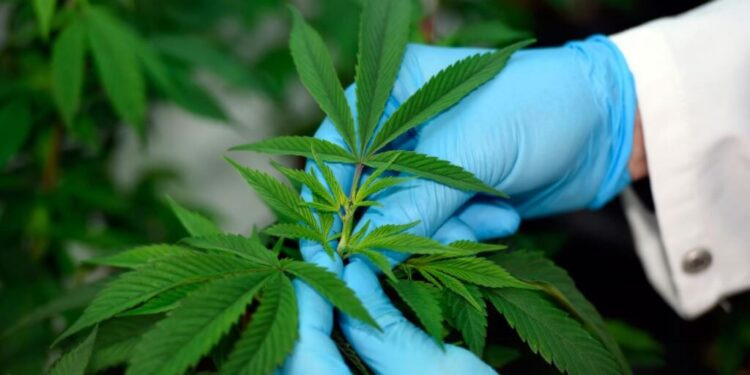 Publican reglamento sobre uso medicinal de la marihuana en México