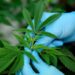Publican reglamento sobre uso medicinal de la marihuana en México