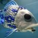 Desarrollan “peces robot’’ para monitoreo de océanos